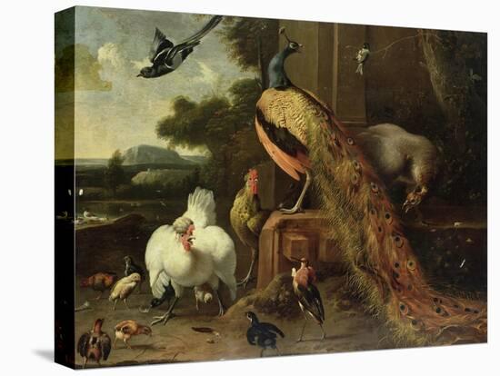 Revolt in the Poultry Coup-Melchior de Hondecoeter-Stretched Canvas