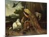 Revolt in the Poultry Coup-Melchior de Hondecoeter-Mounted Giclee Print