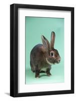 Rex Rabbit-Lynn M^ Stone-Framed Photographic Print