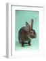 Rex Rabbit-Lynn M^ Stone-Framed Photographic Print