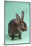 Rex Rabbit-Lynn M^ Stone-Mounted Photographic Print