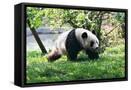 Framed Canvas
