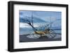 Reykjavik, Sculpture, Viking Ship-Catharina Lux-Framed Photographic Print