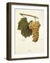 Reze Grape-A. Kreyder-Framed Giclee Print