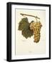 Reze Grape-A. Kreyder-Framed Giclee Print