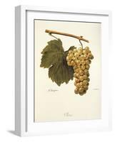 Reze Grape-A. Kreyder-Framed Giclee Print