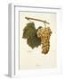 Reze Grape-A. Kreyder-Framed Giclee Print