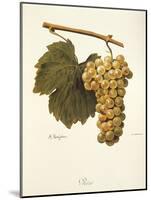 Reze Grape-A. Kreyder-Mounted Giclee Print