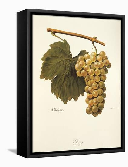 Reze Grape-A. Kreyder-Framed Stretched Canvas