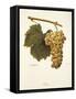 Reze Grape-A. Kreyder-Framed Stretched Canvas