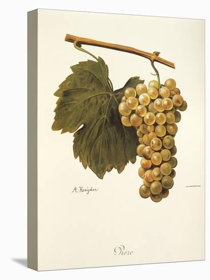 Reze Grape-A. Kreyder-Stretched Canvas