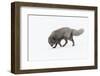 RF - Arctic fox male, blue colour morph. Hornstrandir Nature Reserve, Iceland-Terry Whittaker-Framed Photographic Print