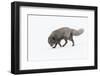 RF - Arctic fox male, blue colour morph. Hornstrandir Nature Reserve, Iceland-Terry Whittaker-Framed Photographic Print