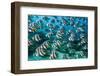 RF -  Bannerfish schooling in coral reef. Long exposure. North Male Atoll, Maldives. Indian Ocean-Alex Mustard-Framed Photographic Print