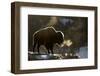 RF - Bison (Bison bison) breathing in the cold air, Yellowstone National Park, USA, February-Danny Green-Framed Photographic Print