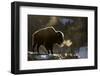 RF - Bison (Bison bison) breathing in the cold air, Yellowstone National Park, USA, February-Danny Green-Framed Photographic Print