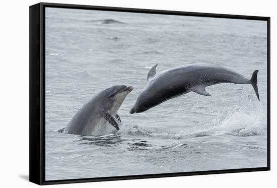 RF - Bottlenose dolphins porpoising, Chanonry Point, Moray Firth, Highlands, Scotland.-Terry Whittaker-Framed Stretched Canvas