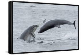 RF - Bottlenose dolphins porpoising, Chanonry Point, Moray Firth, Highlands, Scotland.-Terry Whittaker-Framed Stretched Canvas