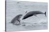 RF - Bottlenose dolphins porpoising, Chanonry Point, Moray Firth, Highlands, Scotland.-Terry Whittaker-Stretched Canvas