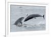 RF - Bottlenose dolphins porpoising, Chanonry Point, Moray Firth, Highlands, Scotland.-Terry Whittaker-Framed Photographic Print