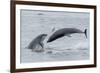 RF - Bottlenose dolphins porpoising, Chanonry Point, Moray Firth, Highlands, Scotland.-Terry Whittaker-Framed Photographic Print