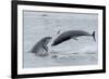 RF - Bottlenose dolphins porpoising, Chanonry Point, Moray Firth, Highlands, Scotland.-Terry Whittaker-Framed Photographic Print