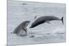 RF - Bottlenose dolphins porpoising, Chanonry Point, Moray Firth, Highlands, Scotland.-Terry Whittaker-Mounted Photographic Print