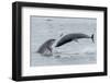 RF - Bottlenose dolphins porpoising, Chanonry Point, Moray Firth, Highlands, Scotland.-Terry Whittaker-Framed Photographic Print