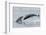 RF - Bottlenose dolphins porpoising, Chanonry Point, Moray Firth, Highlands, Scotland.-Terry Whittaker-Framed Photographic Print