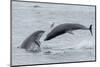 RF - Bottlenose dolphins porpoising, Chanonry Point, Moray Firth, Highlands, Scotland.-Terry Whittaker-Mounted Photographic Print