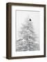 RF- Carrion crow flying from a snow covered pine tree in a winter landscape. Gran Paradiso NP-David Pattyn-Framed Photographic Print