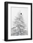 RF- Carrion crow flying from a snow covered pine tree in a winter landscape. Gran Paradiso NP-David Pattyn-Framed Photographic Print