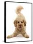 RF - Cavapoo dog, Monty, 10 months, in play-bow stance.-Mark Taylor-Framed Stretched Canvas