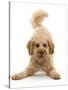 RF - Cavapoo dog, Monty, 10 months, in play-bow stance.-Mark Taylor-Stretched Canvas