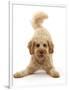 RF - Cavapoo dog, Monty, 10 months, in play-bow stance.-Mark Taylor-Framed Photographic Print