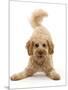 RF - Cavapoo dog, Monty, 10 months, in play-bow stance.-Mark Taylor-Mounted Photographic Print