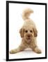 RF - Cavapoo dog, Monty, 10 months, in play-bow stance.-Mark Taylor-Framed Photographic Print
