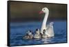 RF -  Coscoroba swan, (Coscoroba coscoroba) adult with chicks, La Pampa, Argentina-Gabriel Rojo-Framed Stretched Canvas