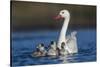 RF -  Coscoroba swan, (Coscoroba coscoroba) adult with chicks, La Pampa, Argentina-Gabriel Rojo-Stretched Canvas