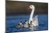 RF -  Coscoroba swan, (Coscoroba coscoroba) adult with chicks, La Pampa, Argentina-Gabriel Rojo-Mounted Photographic Print