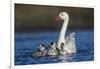 RF -  Coscoroba swan, (Coscoroba coscoroba) adult with chicks, La Pampa, Argentina-Gabriel Rojo-Framed Photographic Print