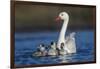 RF -  Coscoroba swan, (Coscoroba coscoroba) adult with chicks, La Pampa, Argentina-Gabriel Rojo-Framed Photographic Print