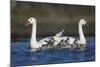 RF -  Coscoroba swan pair with chicks on water La Pampa, Argentina-Gabriel Rojo-Mounted Photographic Print