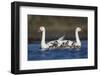 RF -  Coscoroba swan pair with chicks on water La Pampa, Argentina-Gabriel Rojo-Framed Photographic Print