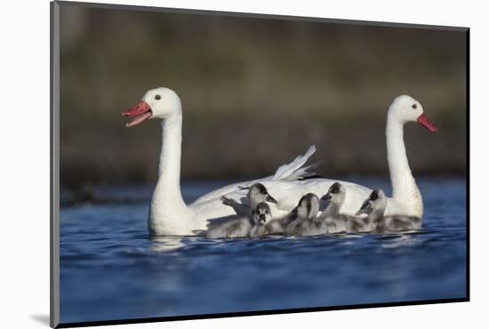RF -  Coscoroba swan pair with chicks on water La Pampa, Argentina-Gabriel Rojo-Mounted Photographic Print