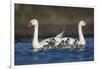 RF -  Coscoroba swan pair with chicks on water La Pampa, Argentina-Gabriel Rojo-Framed Photographic Print