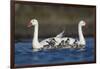 RF -  Coscoroba swan pair with chicks on water La Pampa, Argentina-Gabriel Rojo-Framed Photographic Print