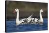 RF -  Coscoroba swan pair with chicks on water La Pampa, Argentina-Gabriel Rojo-Stretched Canvas