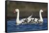 RF -  Coscoroba swan pair with chicks on water La Pampa, Argentina-Gabriel Rojo-Framed Stretched Canvas