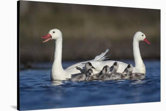 RF -  Coscoroba swan pair with chicks on water La Pampa, Argentina-Gabriel Rojo-Stretched Canvas